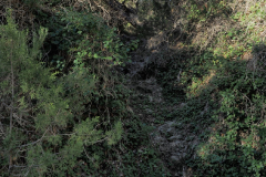 Barranco de la Hiedra El Carche 05-05-2024