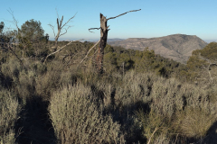 photo_6_2025-01-19_18-24-18