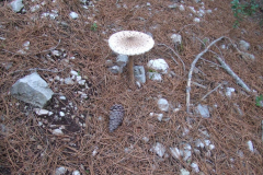 DSCF3236