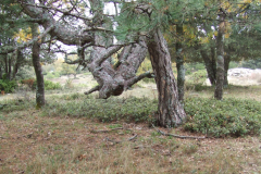 DSCF3249