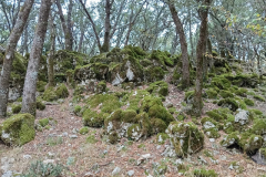 IMG-20241109-WA0026