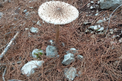 IMG-20241109-WA0030