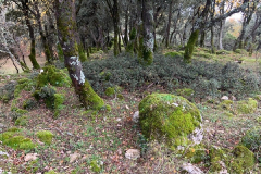 IMG-20241109-WA0037
