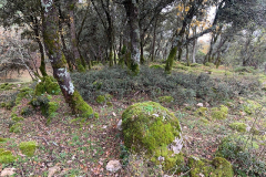 IMG-20241109-WA0038