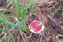 IMG-20241109-WA0051