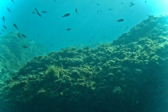 Buceo Cala Gorguer 12-03-2023