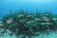 Buceo en Cala Bardina 08-07-2023
