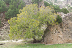 DSCF2447