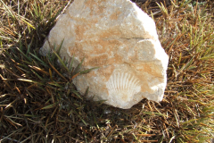 DSCF2457