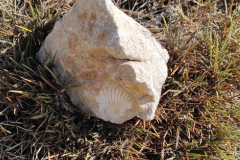 IMG-20231029-WA0076