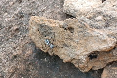 Bonaire-1