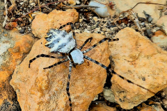 Bonaire-2