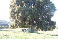 DSCF3358