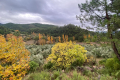 IMG-20251116-WA0018