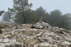 IMG-20251116-WA0031
